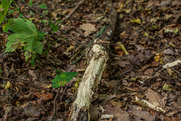 Gnawed stick
