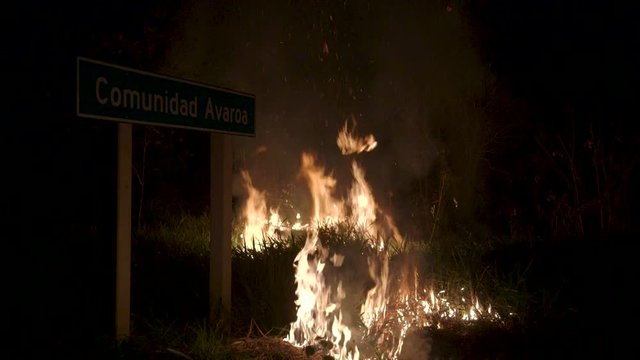 Tropical Amazon, the largest ecosystem, considered the lungs of the Earth, destroyed by illegal burning for grazing cows and soybean crops.