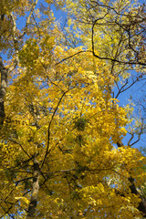 Autumn landscape. Trees with yellow, orange and red leaves. Golden autumn.