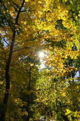 Autumn landscape. Trees with yellow, orange and red leaves. Golden autumn.
