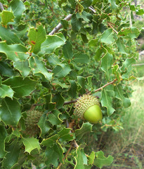 ACORN ON THE PLANT