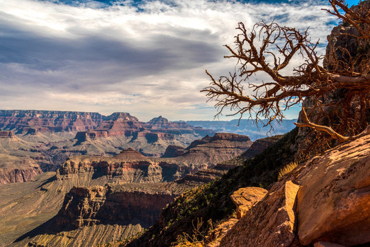 An Old Dry Tree standing Standing in the Bleak Stone Desert of Grand Canyon National Park, Picture taken from South Kaibab Hiking Trail, Arizona/USA