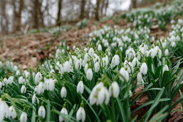 Schneeglöckchen auf dem Waldboden