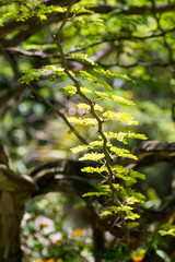 green leaves of tree in spring