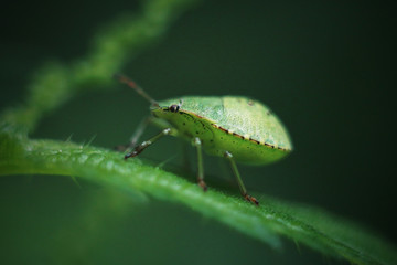 green bug on a leaf