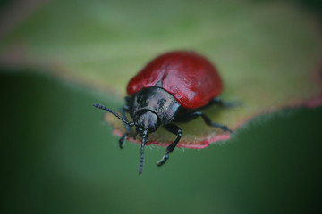 beetle on leaf