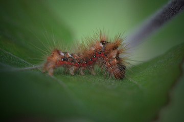 caterpillar on leaf