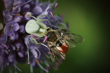 spider eats a fly