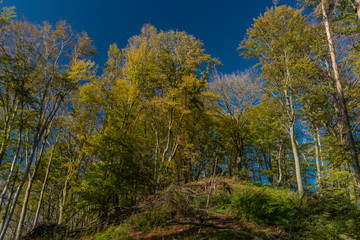 Leaf tree with birch and blue sky in autumn color nice day