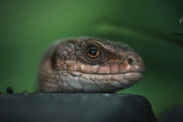 closeup of lizard