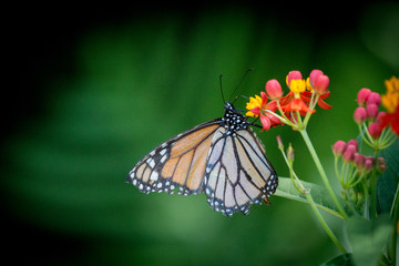 Butterfly on Colorful Flowers 