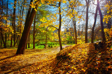 Obraz premium colorful tree branches in sunny forest