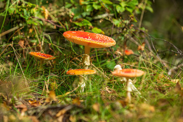 Fly agaric in a forest