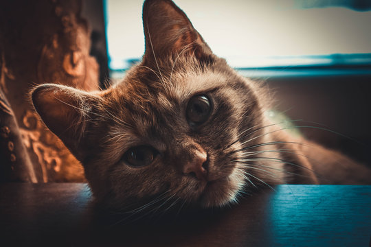 Peach, my redcat looking at the camera