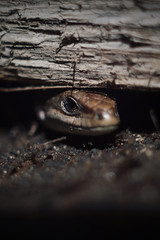 head of lizard