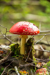 Fly agaric in a forest