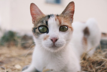 Obraz premium portrait of cat with blue eyes