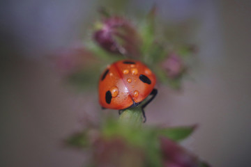 ladybug on green leaf