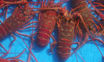 High angle view on live red lobsters in a blue water basin displayed for sale in an outdoor fish market stand