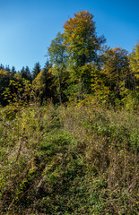 Wiederaufforstung im Wald
