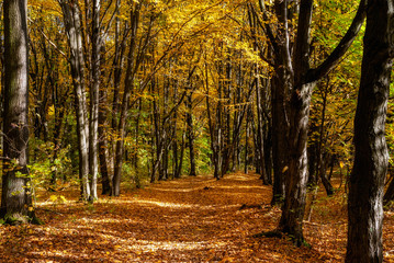 Obraz premium Rezerwat Las Zwierzyniecki w Białymstoku, Podlasie, Polska