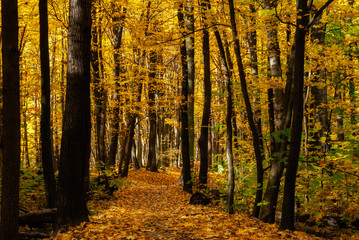 Fototapeta premium Rezerwat Las Zwierzyniecki w Białymstoku, Podlasie, Polska