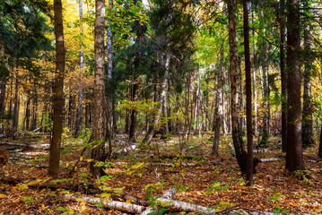 Obraz premium Rezerwat Las Zwierzyniecki w Białymstoku, Podlasie, Polska