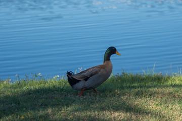 Duck on the Grass 