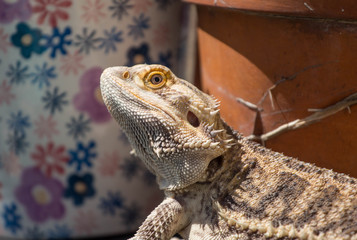 Bearded Dragon Portrait / Pet Lizard 