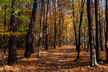 Fototapeta premium Rezerwat Las Zwierzyniecki w Białymstoku, Podlasie, Polska