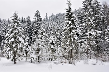 Snow-covered fir-trees of mountain forest