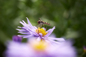 Schwebefliege und Herbstaster