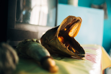head of pike on table