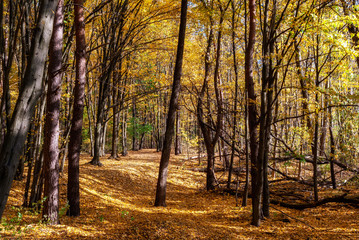 Rezerwat Las Zwierzyniecki w Białymstoku, Podlasie, Polska
