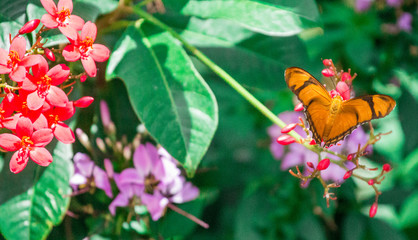 Orange Butterfly on Colorful Flowers and green Leaves