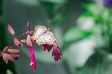 Butterfly on Pink / Purple Flower 