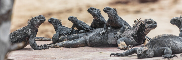 Galapagos funny animals - Marine Iguana with many marine iguanas on top of each other. Cute Amazing wildlife animals on Galapagos Islands, Ecuador.