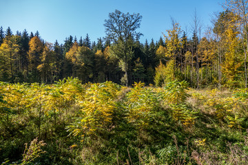 Fototapeta premium Wiederaufforstung im Wald