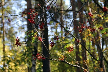 Autumn berries close up
