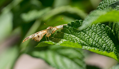Butterfly on Fern 