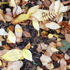 Autumn leaves close up