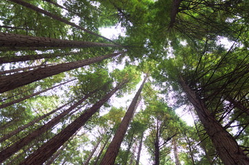 Redwoods  in a forest of Cantabria, Spain	