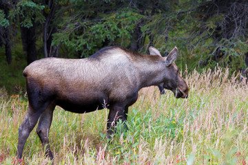 Elch in in Alaska im Indian Summer