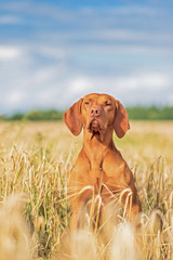 Hungarian hunting dog magyar vizsla is sitting on a wheat field.