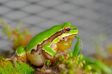 Beautiful Europaean Tree frog Hyla arborea - Stock Image