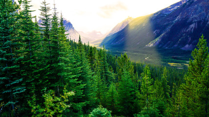 Sun Shining Over Lush Forest In Vast Mountain Valley Wilderness