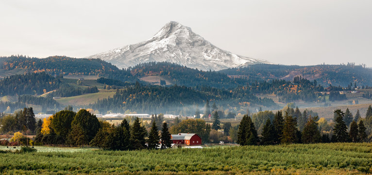 View of a red barn and orchard with Mt Hood in the background