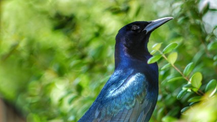 oiseaux des everglades