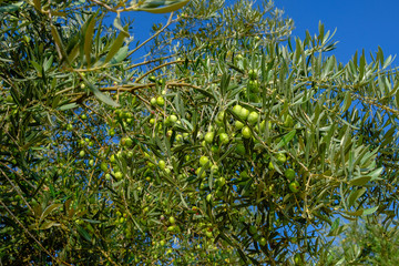 Green olives in the tree close to the harvest time