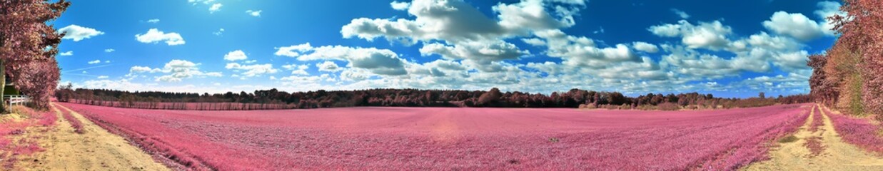 Beautiful infrared panorama landscape with pink grass and trees and a blue sky